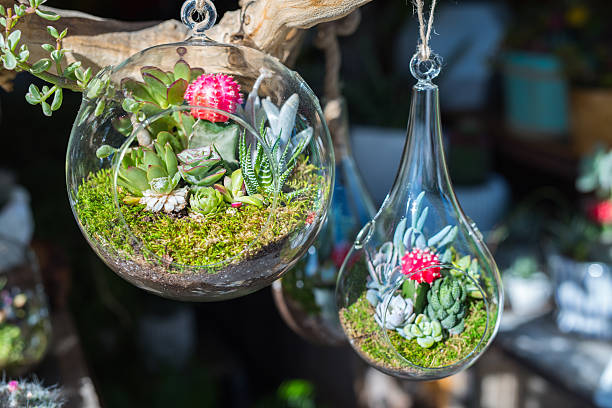 istock Mini-succulents in glass terrariums. 534034640