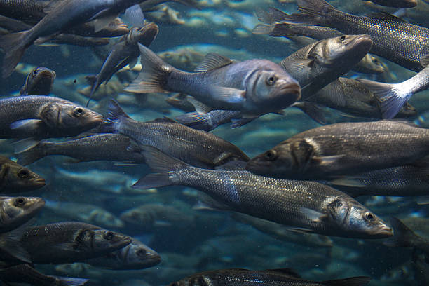 istock Fish school shoal in blue ocean 534034714