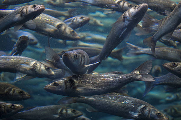 istock Fish school shoal in blue ocean 534034786
