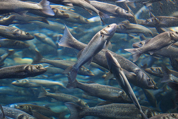 istock Fish school shoal in blue ocean 534034850