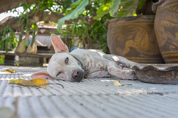 Free Stock Photo of Small Black and White Dog Laying on Tile Floor ...