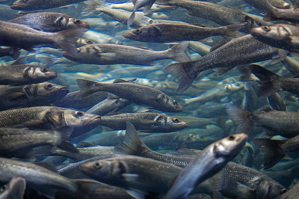 istock Fish school shoal in blue ocean 534034910