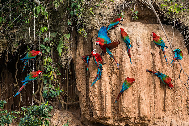 macaws in the peruvian Amazon jungle at Madre de Dios macaws in clay lick in the peruvian Amazon jungle at Madre de Dios Peru green winged macaw stock pictures, royalty-free photos & images