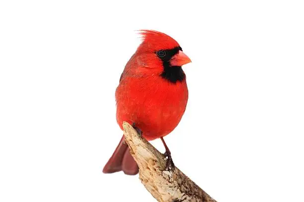 Male Northern Cardinal (Cardinalis) Isolated on a white background