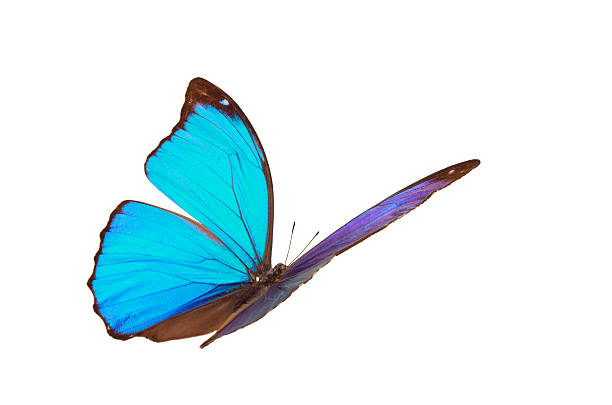 Blue tropical butterfly. stock photo