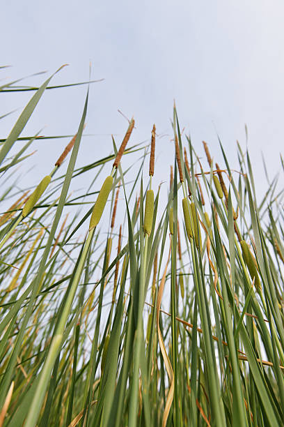 espadaña verde - long grass uncultivated plant stage plant condition fotografías e imágenes de stock