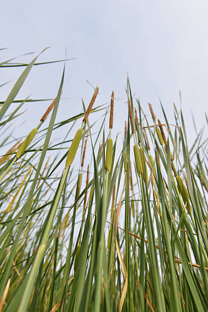 녹색 부들 - long grass uncultivated plant stage plant condition 뉴스 사진 이미지