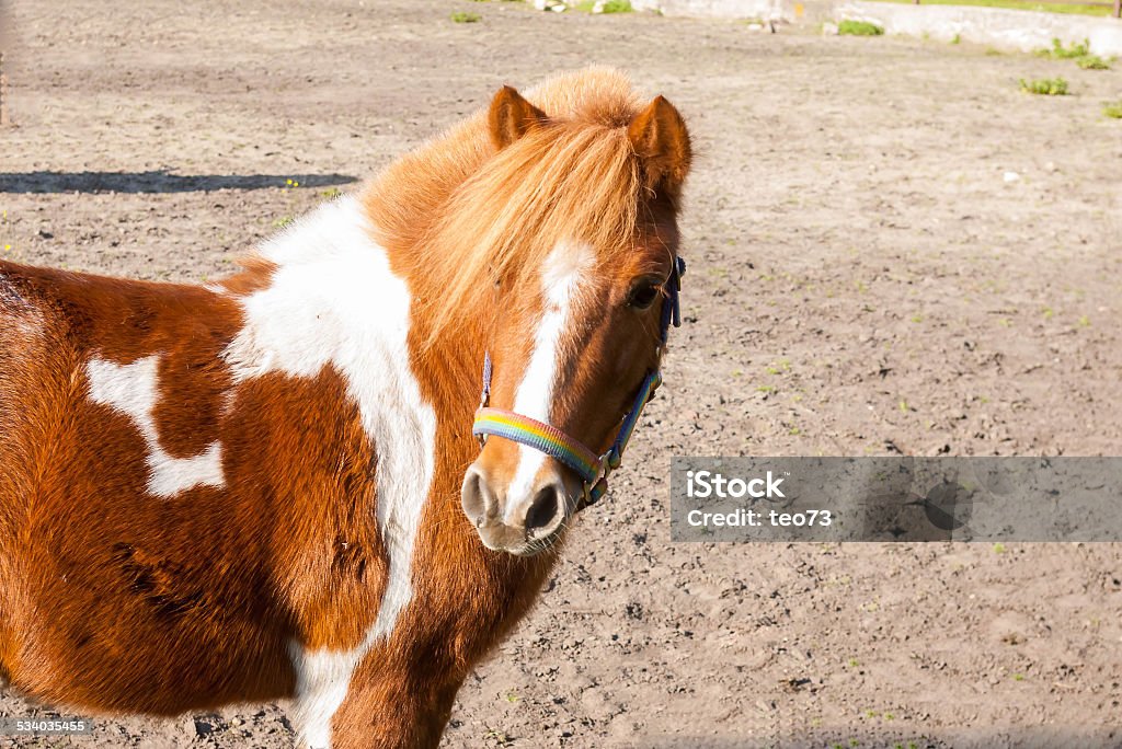 brown pony little red pony with white patches. pet 2015 Stock Photo