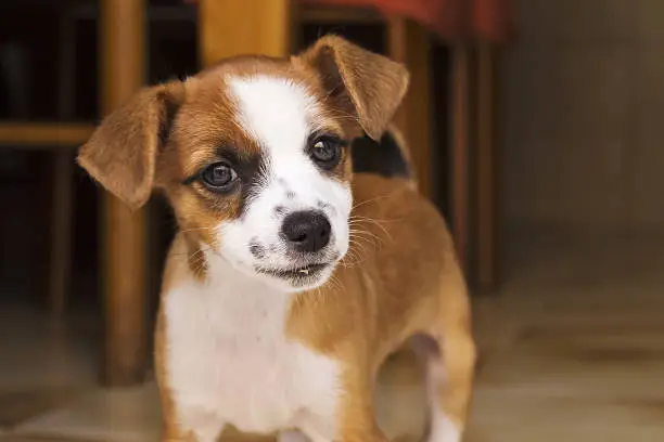 little brown and white mixed race puppy