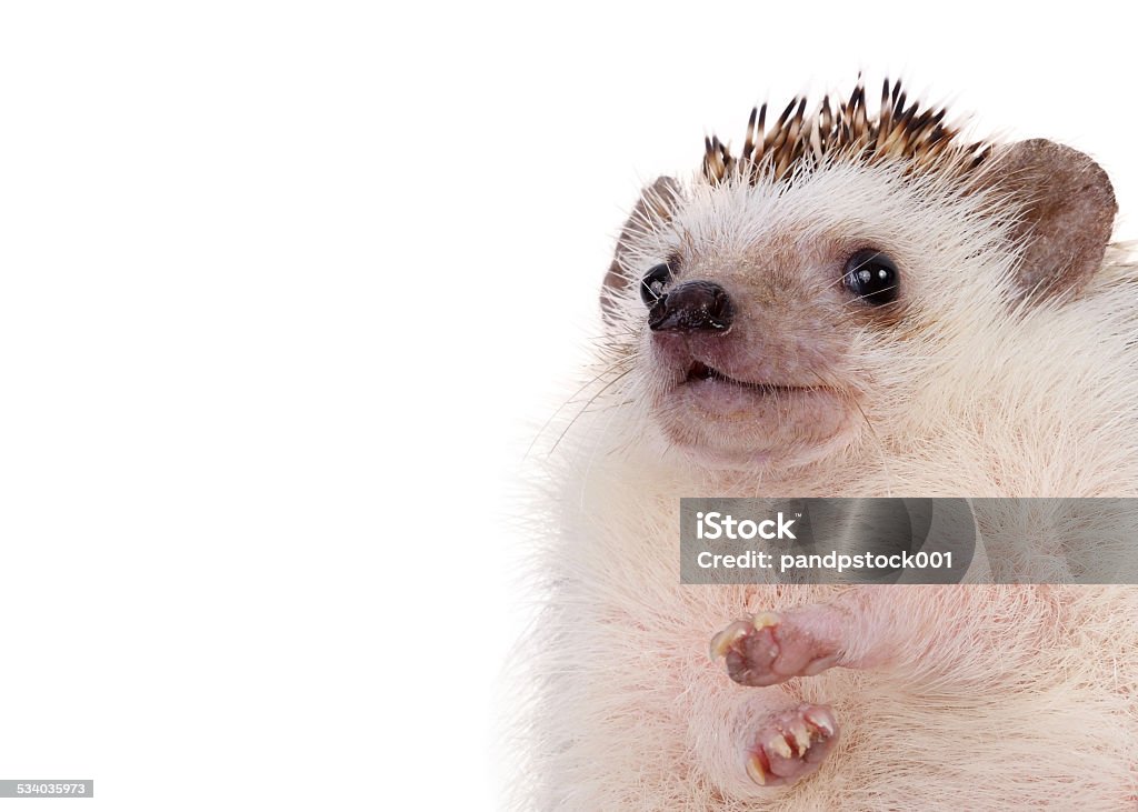 Close up hedgehog. Close up of hedgehog on white background. Hedgehog Stock Photo