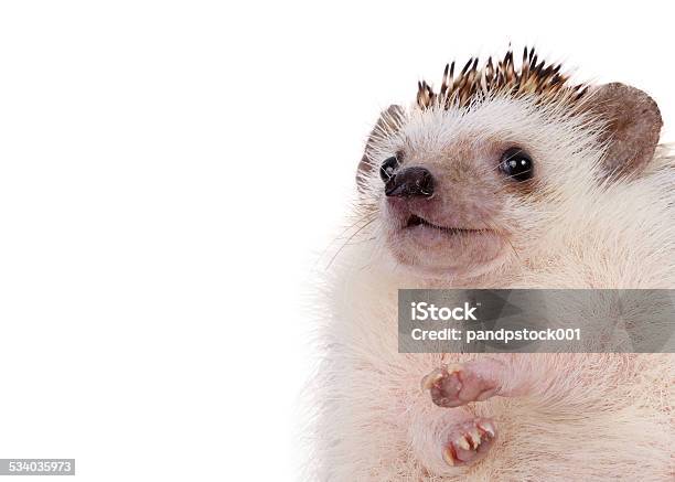 Close Up Hedgehog Stock Photo - Download Image Now - Hedgehog, 2015, Animal