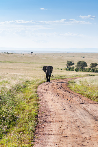 African elephant walking in the savanna