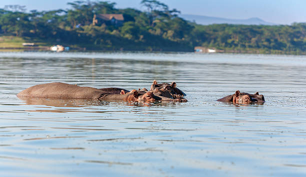istock Group of hippopotamus in water 534036099