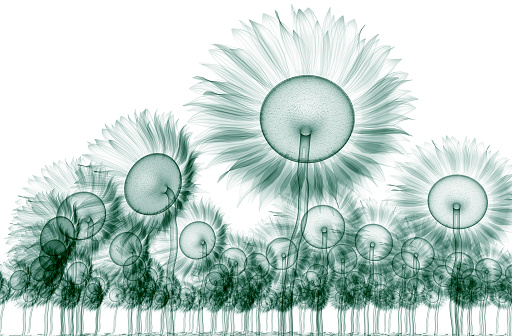 x-ray image of a flower  isolated on white , the sunflower 3d illustration