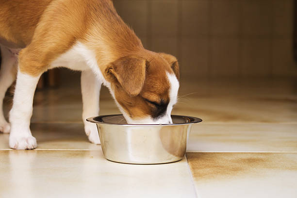 istock little puppy who is drinking in a bowl 534036530
