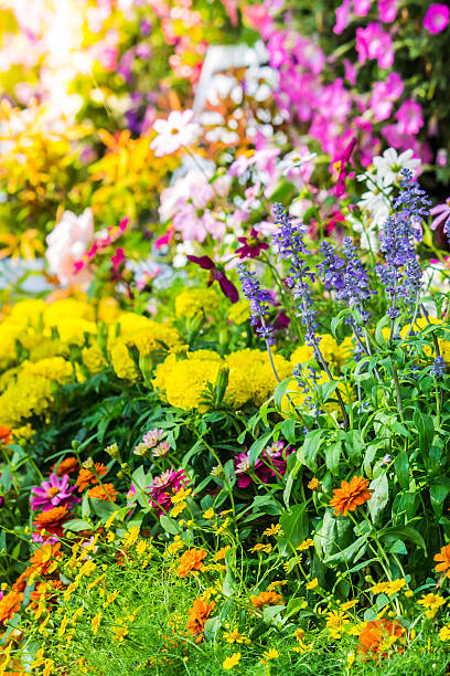 istock Flowers in the garden. 534036554