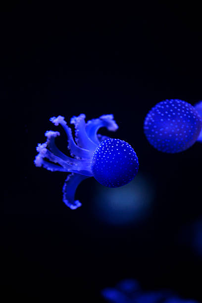 istock Glowing Blue Jellyfishes. 534036798
