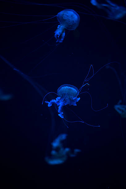 istock Glowing Blue Jellyfishes. 534037552