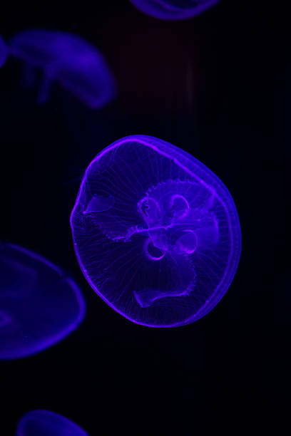 istock Glowing Blue Jellyfishes. 534037630