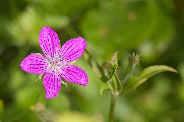 istock small purple meadow flower 534038916