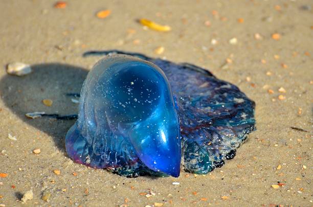 istock Portuguese Man of War 534040050