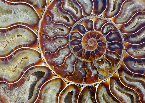 Split ammonite fossil showing growth spiral