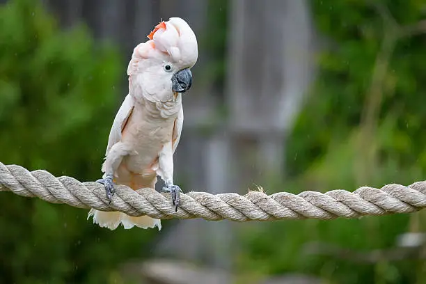 Cockatoo on a rope