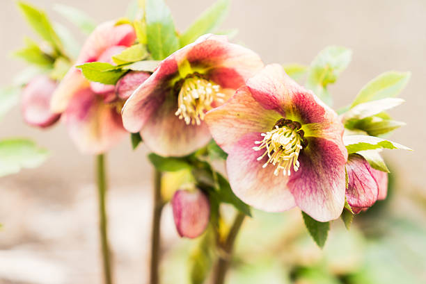 istock Hellebores,Christmas rose 534042712