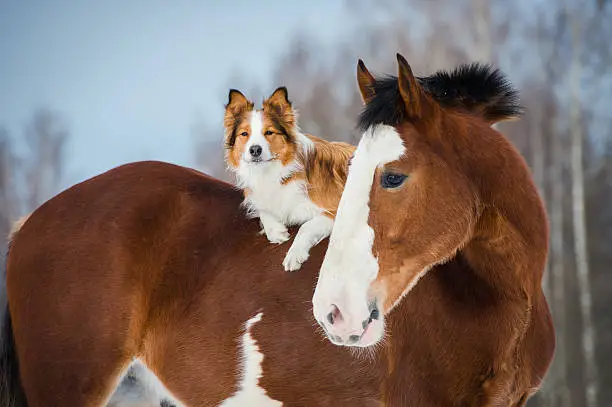 Photo of Draft horse and red border collie dog