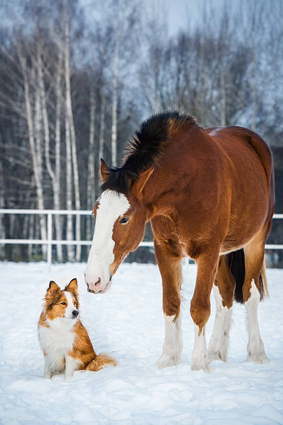 istock Draft horse and red border collie dog 534043440