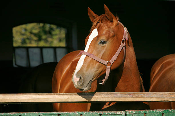 primo piano del volto di un bellissimo castagna ragazzino in stabile parete - animal head horse stable barn foto e immagini stock