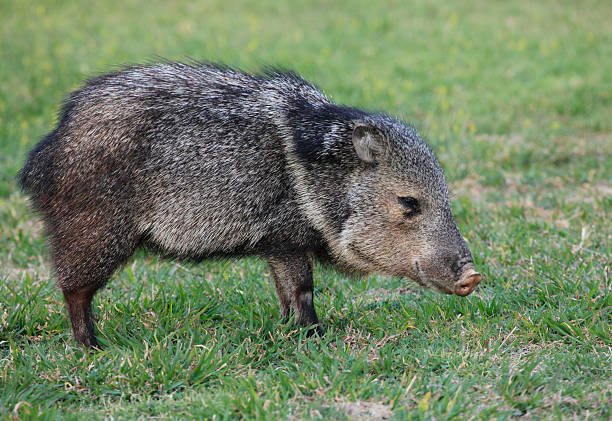 collarded Peccary or Javelina Collared Peccary or Javelina Grazing on Grass javelina stock pictures, royalty-free photos & images
