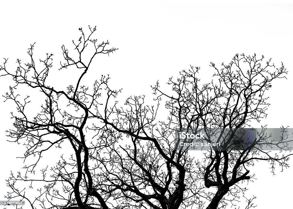 Winter tree silhouette 2015 Stock Photo