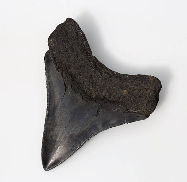 istock black megalondon fossil shark tooth 534045324