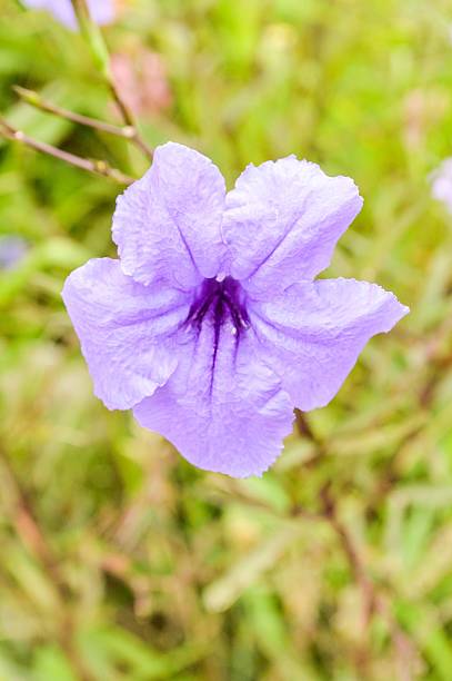 istock ruellias flower in garden 534045451