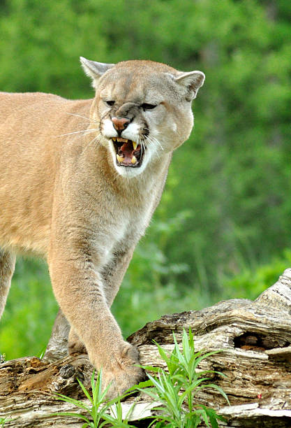 istock Closeup of a large Mountain Lion snarling. 534045503