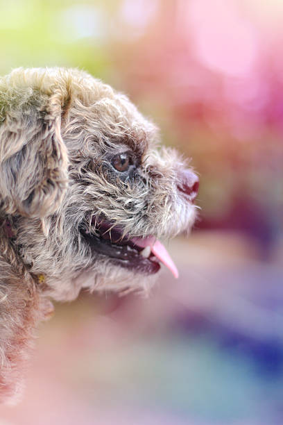 istock happy dog on  green area. 534045960