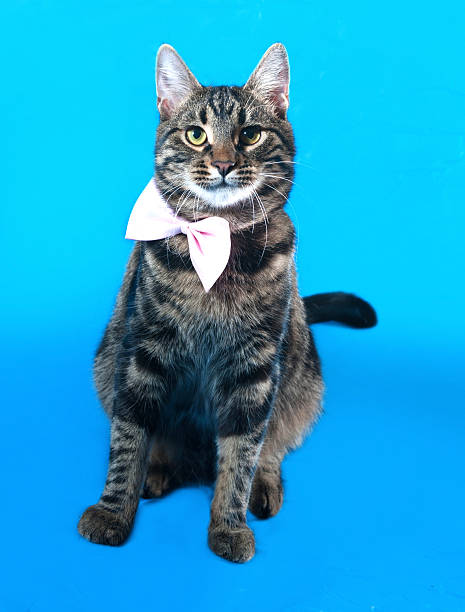 istock Tabby kitten teenager sitting on blue 534046405