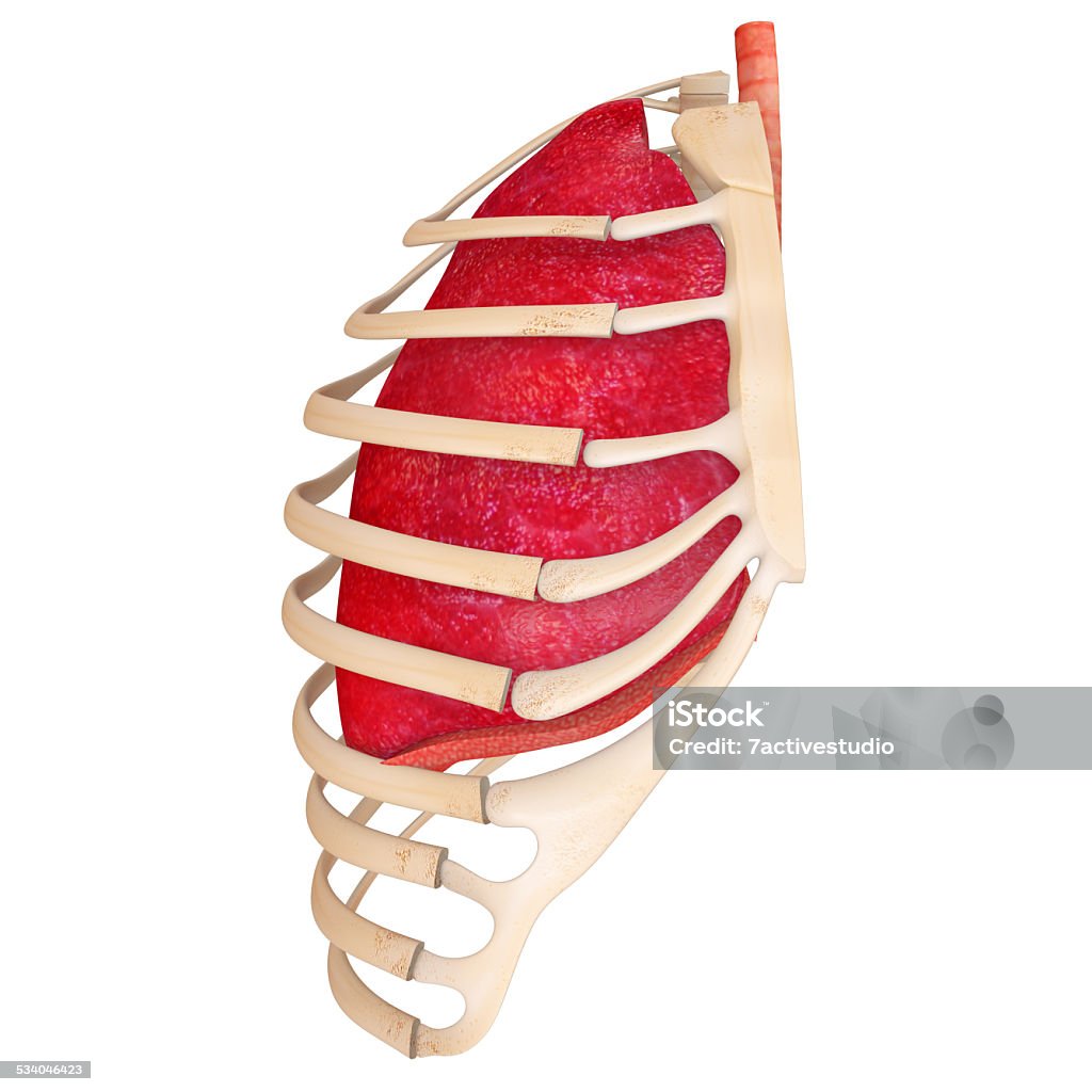 Human Respiratory System The respiratory system (or ventilatory system) is a biological system consisting of specific organs and structures used for the process of respiration in an organism. 2015 Stock Photo