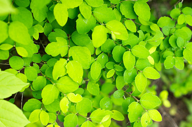 istock Green leaves of spring tree 534046738