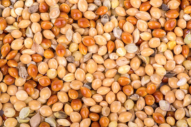istock Background of millet 534047659