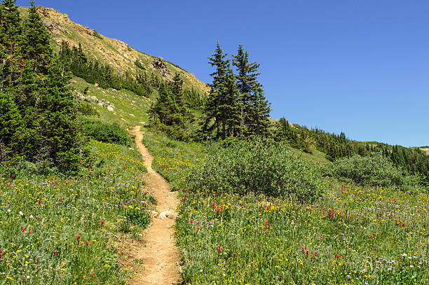 istock Rocky Mountain Alpine Trail 534048213