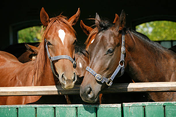 istock Young thoroughbred horses standing in the stable door 534048409