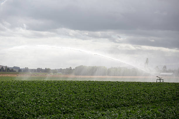 Large irrigation of crops in large field, New Zealand stock photo
