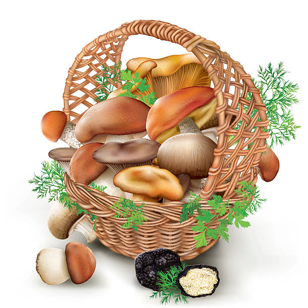mushrooms in a wicker basket Fresh edible mushrooms in a wicker basket on a white background cantharellus tubaeformis stock illustrations