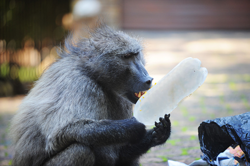 Baboon bites a plastic bottle from the garbage