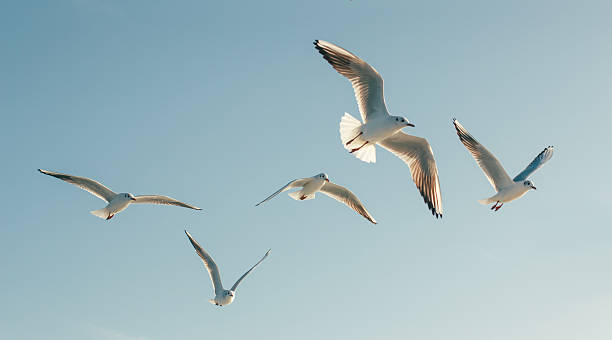 gaviotas - pájaro fotografías e imágenes de stock