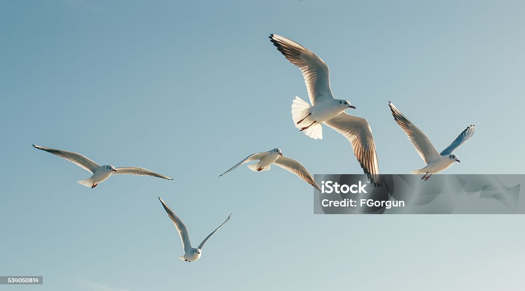 Seagulls Seagulls in flight against the blue sky Seagull Stock Photo