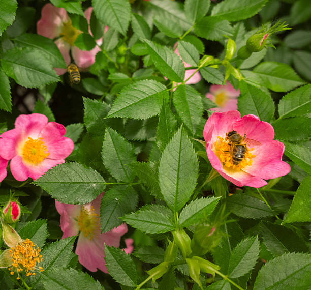 istock Bee on a flower of wild rose. 534051340