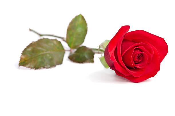 istock beautiful red rose isolated on white background 534051803